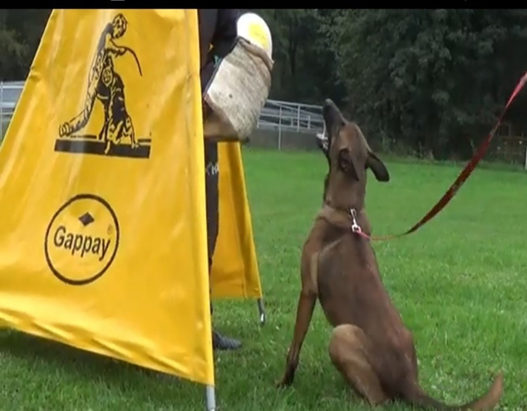Cayrra Rebel Dog