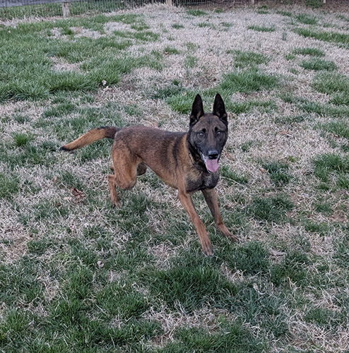 Simba Von-Zito